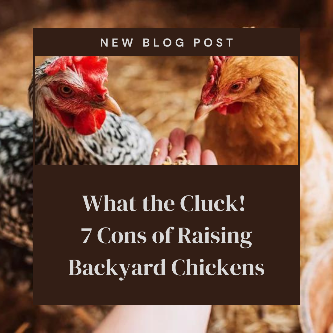 What the Cluck! 7 Cons of Raising Backyard Chickens – Backyard Barnyard