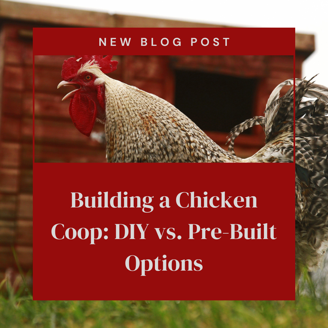 Building a Chicken Coop DIY vs. PreBuilt Options Backyard Barnyard