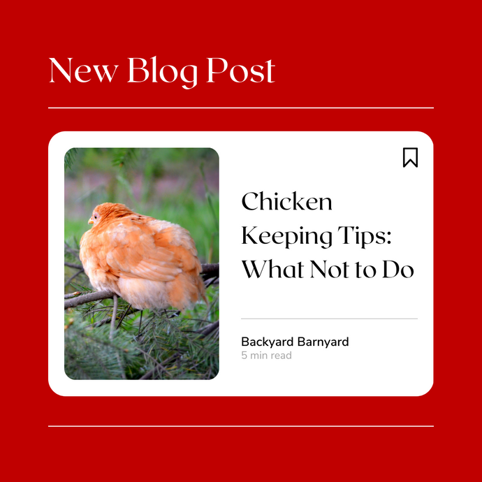 Chicken Keeping Tips: What Not to Do