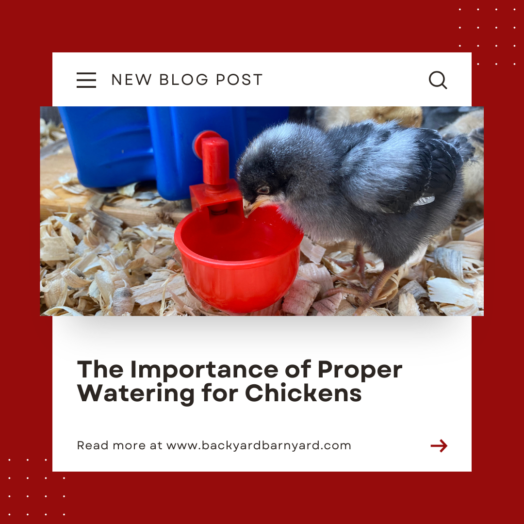 The Importance of Proper Watering for Chickens Backyard Barnyard