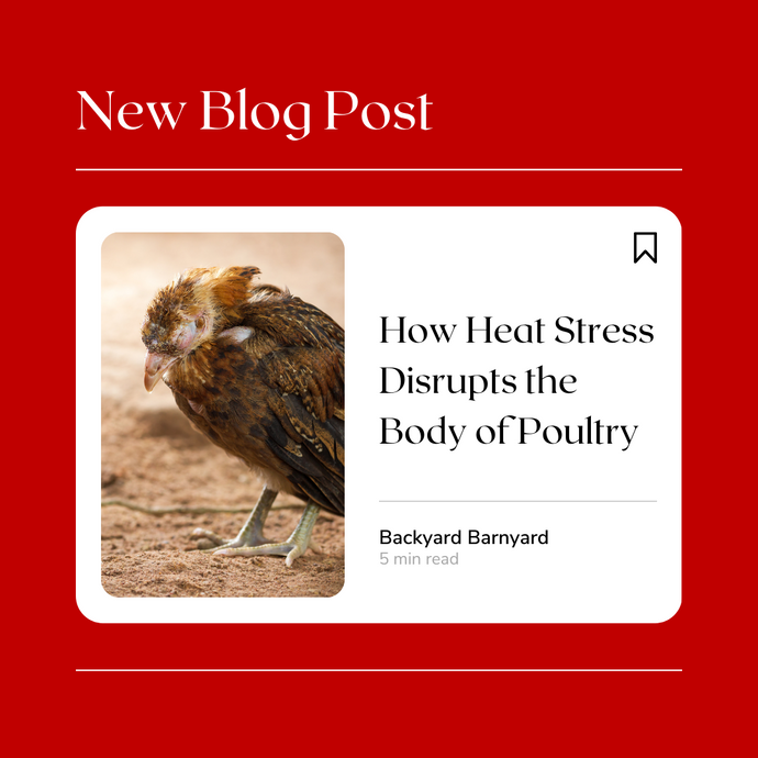 Understanding How Heat Stress Impacts Poultry Health