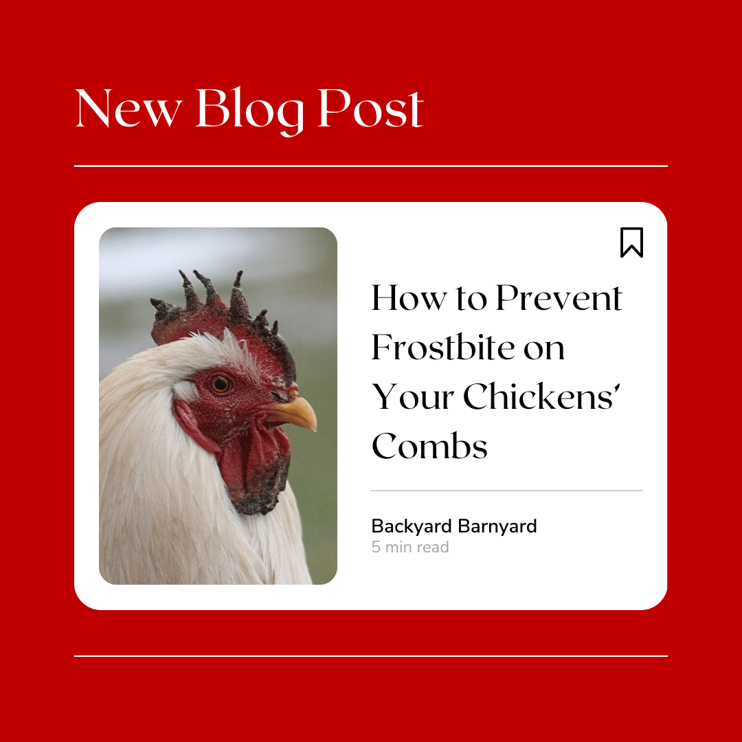 How to Prevent Frostbite on Your Chickens’ Combs – Backyard Barnyard
