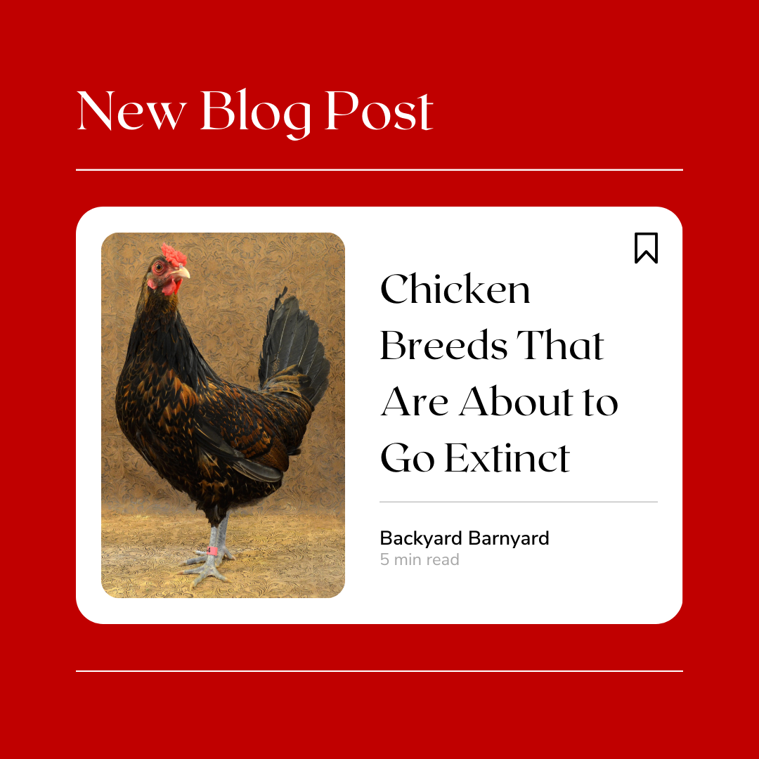 Chicken Breeds That Are About to Go Extinct Backyard Barnyard