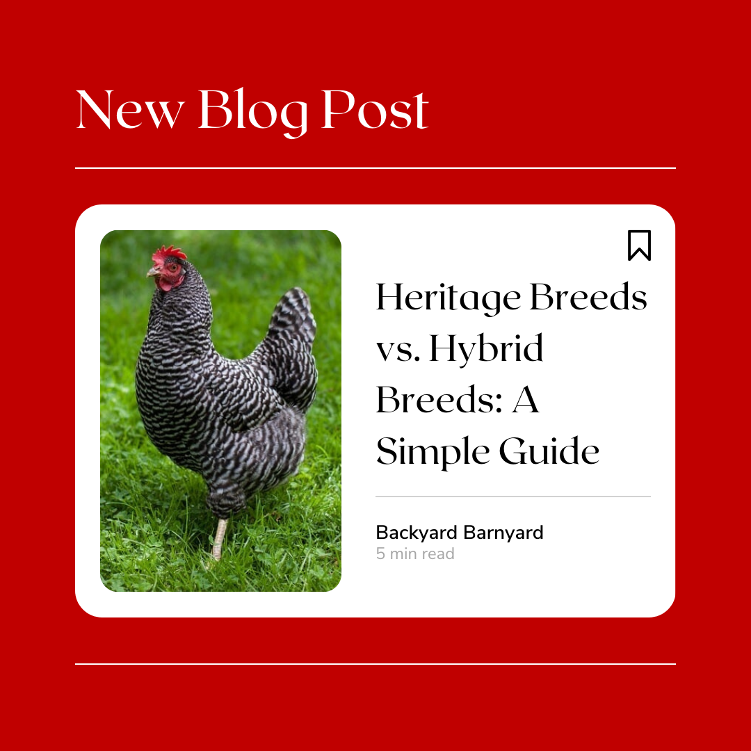 11697692366254191250allewestman Heritage Breeds Posts Facebookhtml