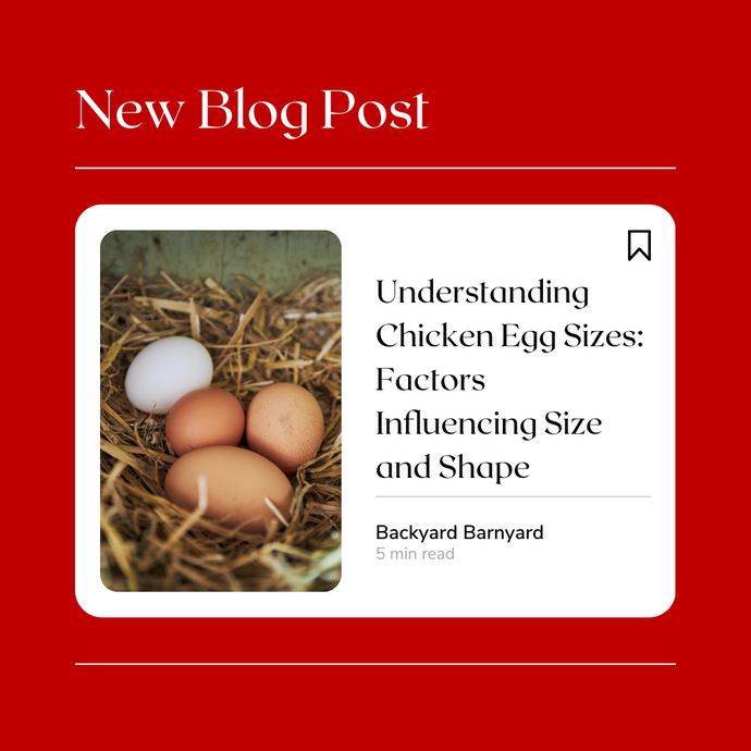 Understanding Chicken Egg Sizes: Factors Influencing Size and Shape
