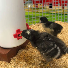 Load image into Gallery viewer, Poultry Drinking Nipple | Horizontal Side Mount | 12 Pack