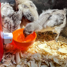 Load image into Gallery viewer, Poultry Jumbo Automatic Poultry Cup Waterer Drinker | 6 Pack