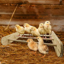 Load image into Gallery viewer, 2 Pack Oval Chick Perch
