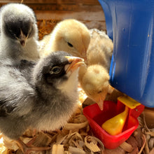 Load image into Gallery viewer, Poultry Drinking Cups Vertical Auto-Fill | 4 Pack