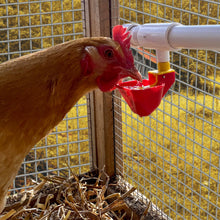 Load image into Gallery viewer, Poultry Drinking Cups Vertical Auto-Fill | 4 Pack