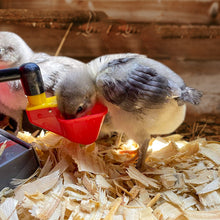 Load image into Gallery viewer, Poultry Cup No Peck Auto-Fill | 6 Pack