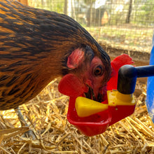Load image into Gallery viewer, Poultry Cups Auto-Fill | 4 Pack