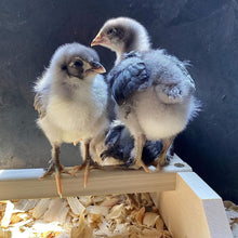 Load image into Gallery viewer, Chicken Perch Roosting Bar