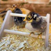 Load image into Gallery viewer, Mini Chick Perch
