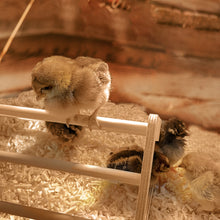 Load image into Gallery viewer, Wooden 7 Bar Chick Perch with Several Chicks Inside the Coop