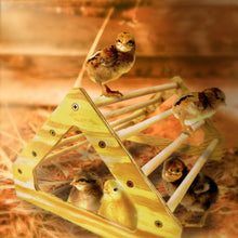 Load image into Gallery viewer, Wooden 7 Bar Chick Perch with Several Chicks Inside the Coop
