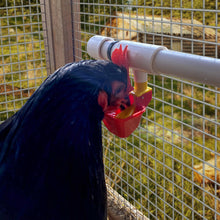 Load image into Gallery viewer, Poultry Cup with 1/2" PVC Tee | No Peck Auto-Fill | 4 Pack