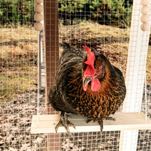Load image into Gallery viewer, Wooden Chicken Swing | 2 Bar