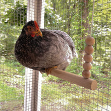 Load image into Gallery viewer, Chicken on a round bar wooden swing made in USA.