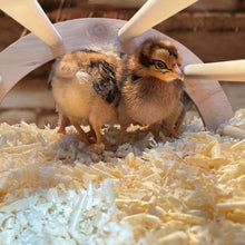 Load image into Gallery viewer, 4 Pack Wooden Nesting Chick Perch with Chicks Roosting on Them Inside the Chicken Brooder