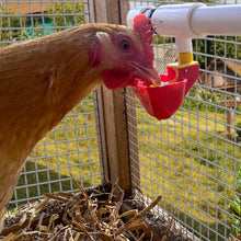Load image into Gallery viewer, Poultry Cup with 1/2" PVC Tee | No Peck Auto-Fill | 4 Pack