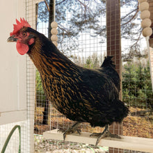 Load image into Gallery viewer, Wooden Chicken Swing | 2 Bar