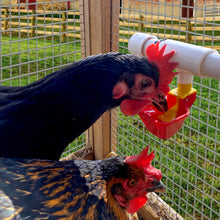 Load image into Gallery viewer, Poultry Cup with 1/2" PVC Tee | No Peck Auto-Fill | 4 Pack