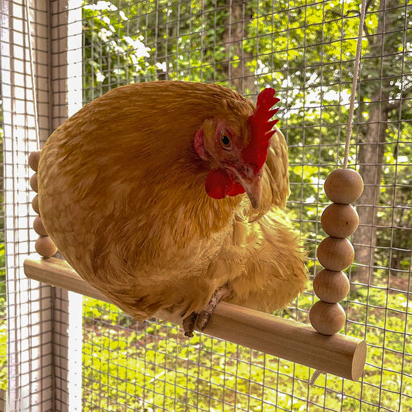 Chicken on a round bar wooden swing made in USA.