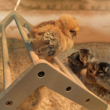 Load image into Gallery viewer, Wooden 7 Bar Chick Perch with Several Chicks Inside the Coop