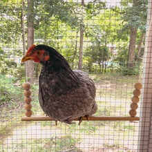 Load image into Gallery viewer, A chicken sits on a wooden chicken swing in a coop.