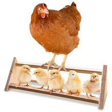 Load image into Gallery viewer, A chicken stands on a wooden 3 bar perch with chicks at the bottom