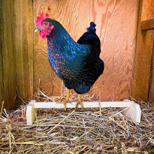 Load image into Gallery viewer, A chicken stands on a wooden perch with a single bar
