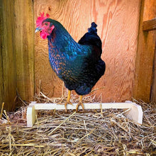 Load image into Gallery viewer, A chicken stands on a wooden perch with a single bar