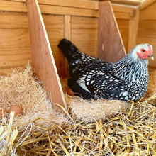 Load image into Gallery viewer, A chicken sits on bedding in the chicken doop
