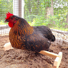 Load image into Gallery viewer, Chicken Perch Roosting Bar
