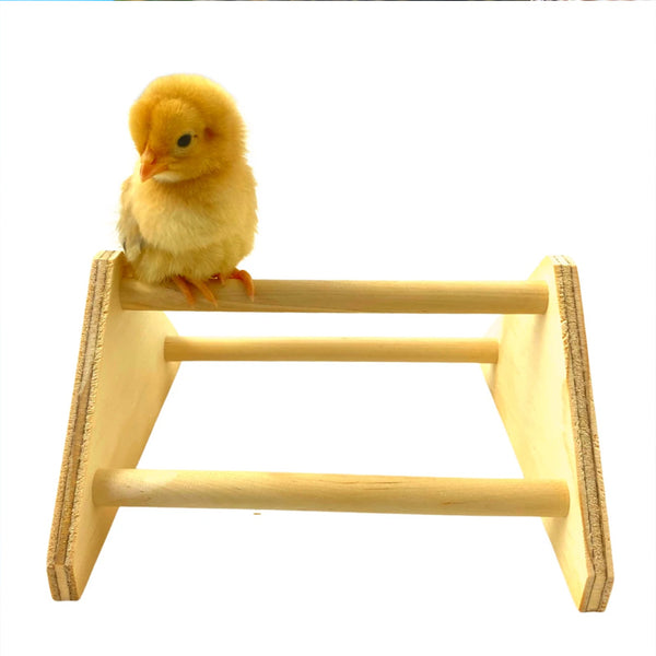 A baby chick stands on a mini wood perch with 3 bars