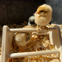 Load image into Gallery viewer, A mini wooden chick perch is inside a chicken coop with chicks