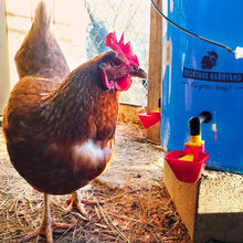 Load image into Gallery viewer, Poultry Cups Auto-Fill | 4 Pack