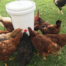 Load image into Gallery viewer, Poultry Drinking Nipple | Horizontal Side Mount | 12 Pack