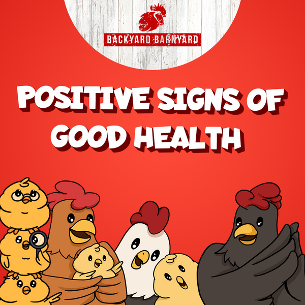 Positive Signs of Good Health in Chickens