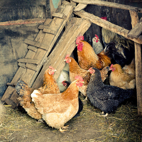 Raising Chickens: Getting Started & What They Don't Tell You