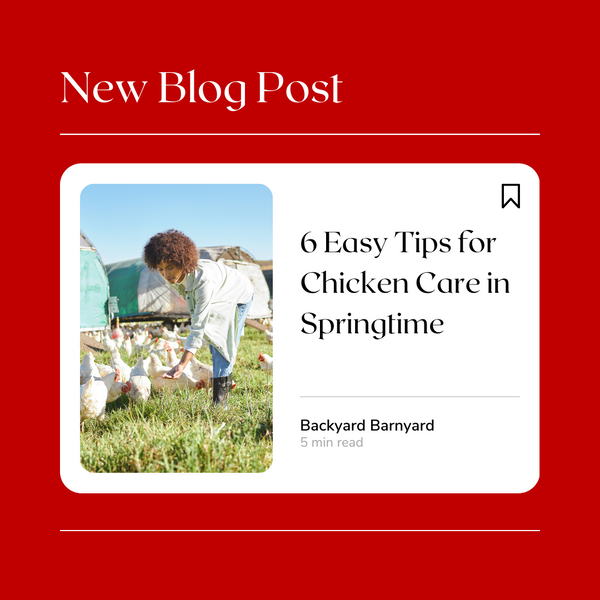 6 Easy Tips for Chicken Care in Springtime