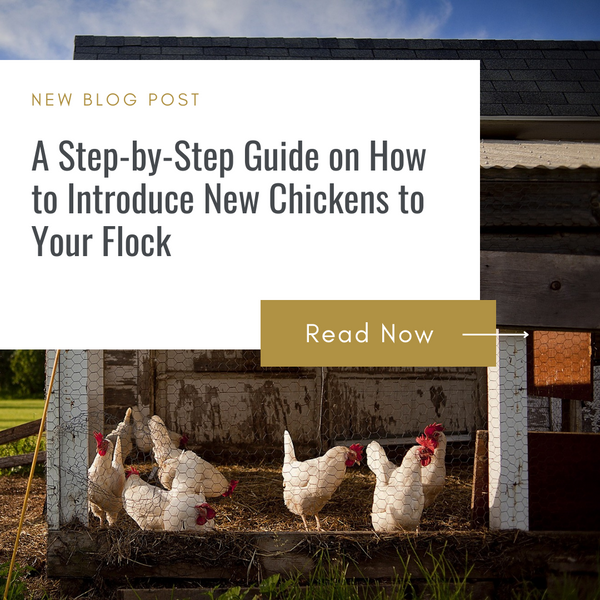 A Step-by-Step Guide on How to Introduce New Chickens to Your Flock