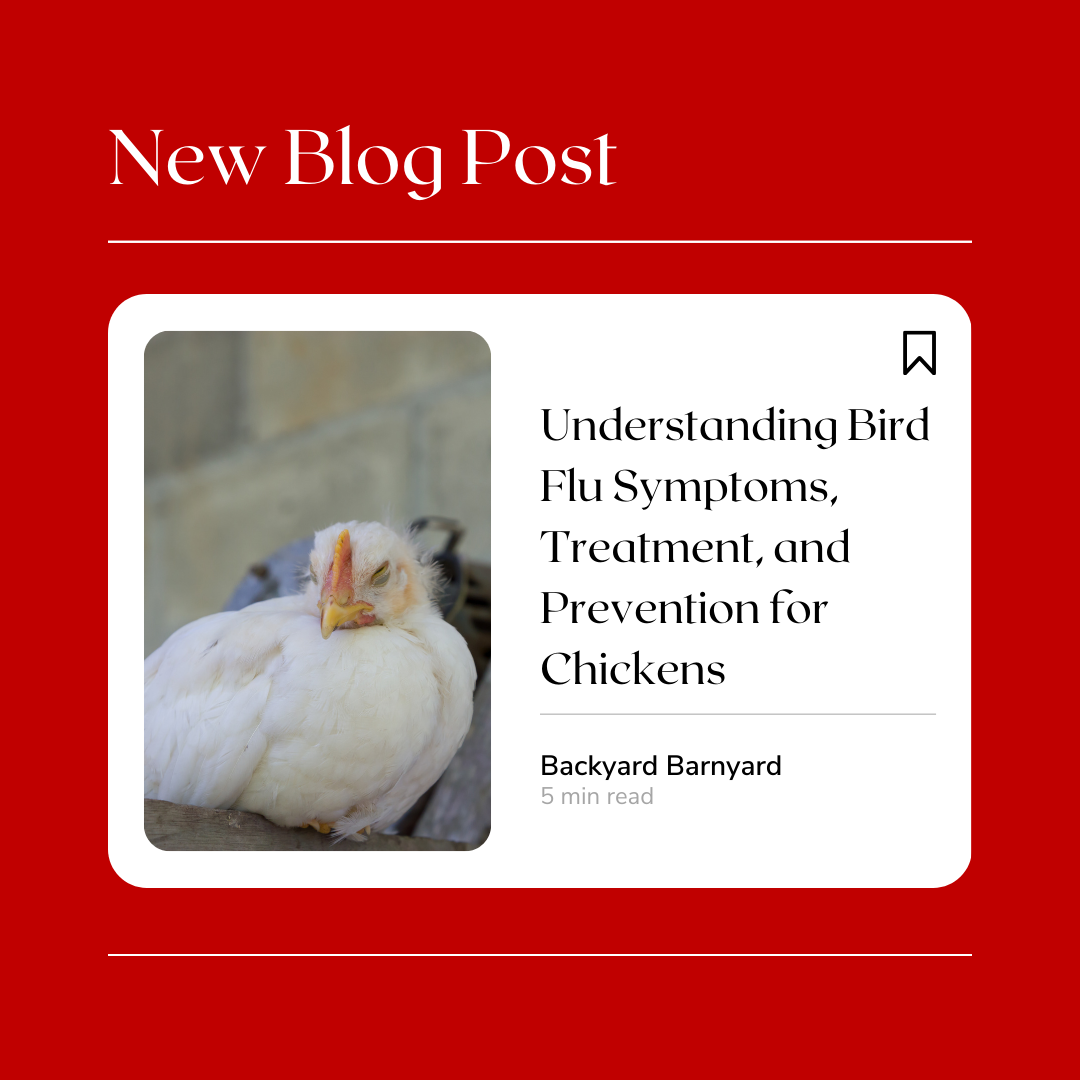 Understanding Bird Flu Symptoms, Treatment, And Prevention For Chicken ...