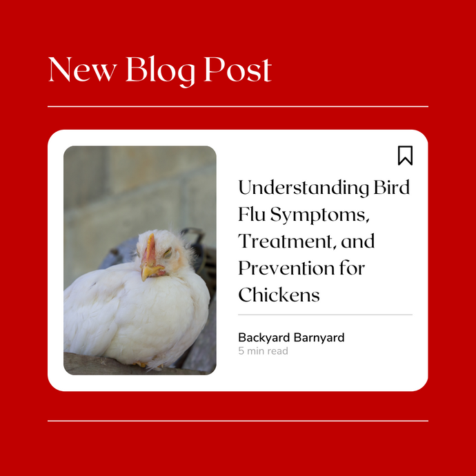 Understanding Bird Flu Symptoms, Treatment, and Prevention for Chickens