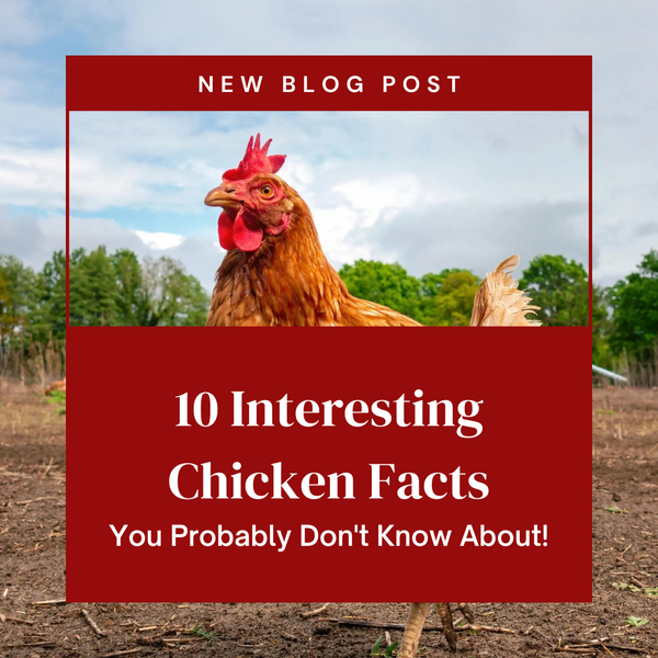 10 Interesting Chicken Facts - You Probably Don't Know About!