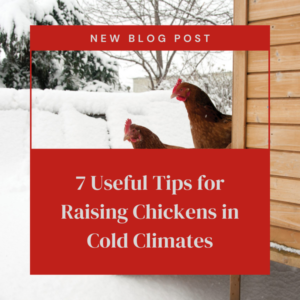 7 Useful Tips for Raising Chickens in Cold Climates