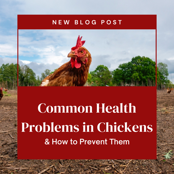 Common Health Problems in Chickens & How to Prevent Them