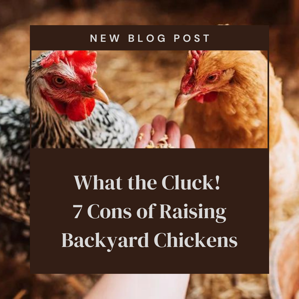 What the Cluck! 7 Cons of Raising Backyard Chickens