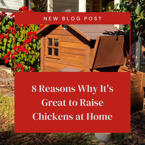 8 Reasons Why It's Great to Raise Chickens at Home